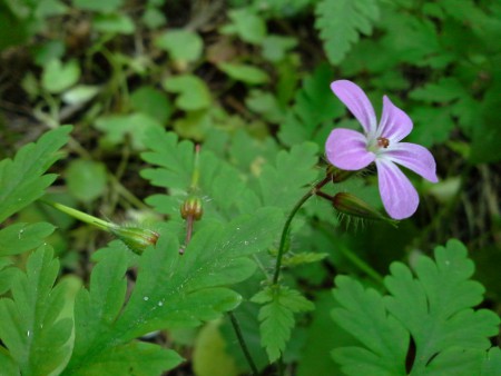 pakost smradľavý - kvet a plody