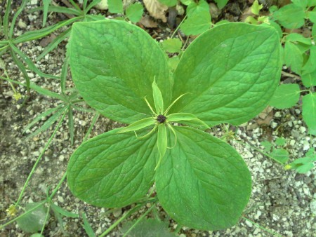 vranovec štvorlistý