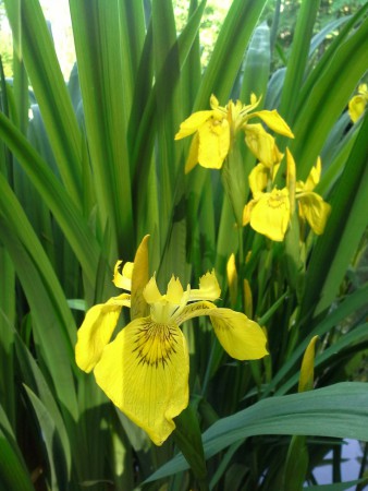 kosatec žltý - detail kvetov